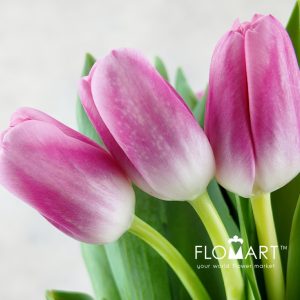Tulip single Dutch Delight - Image 2