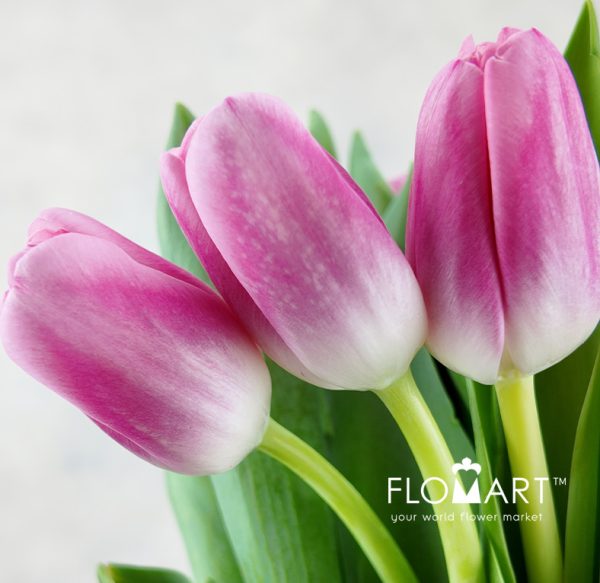 Tulip single Dutch Delight