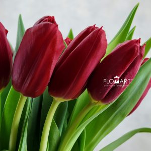 Tulip single Dynamo