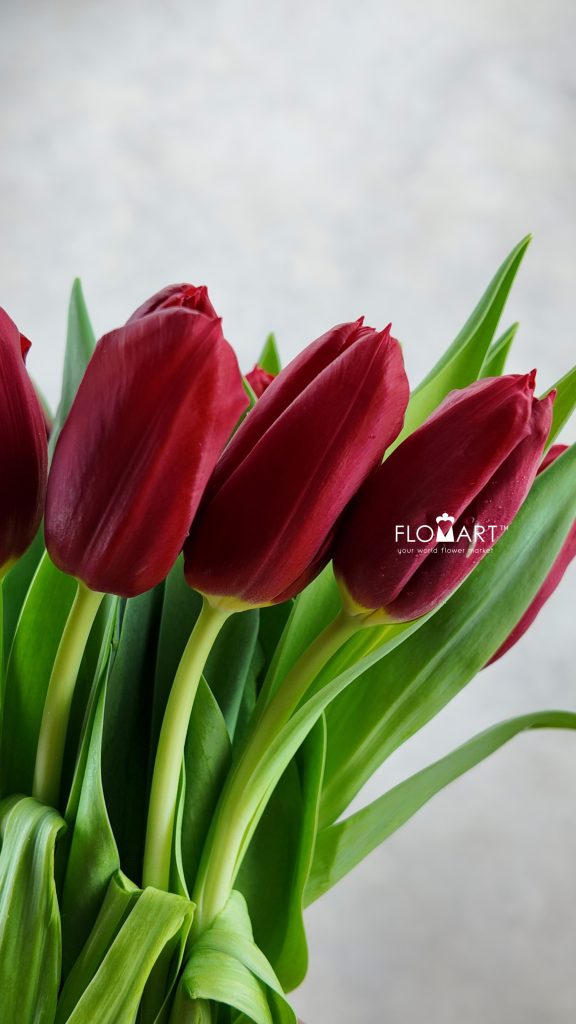 Tulip single Dynamo