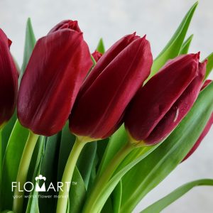 Tulip single Dynamo - Image 2