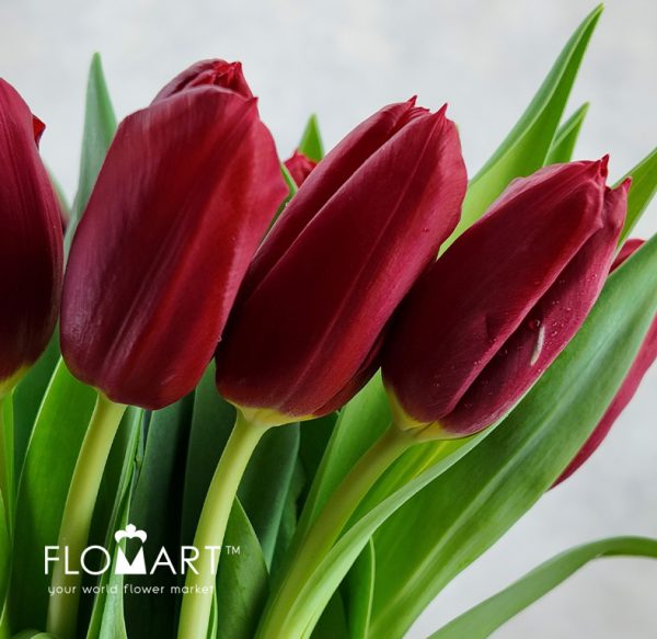 Tulip single Dynamo