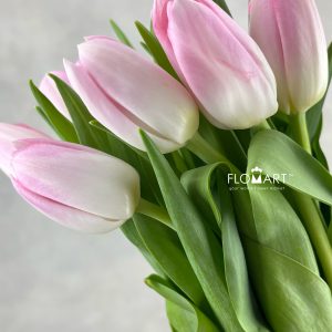 Tulip single Dynasty