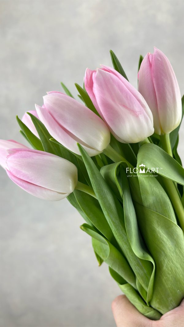 Tulip single Dynasty