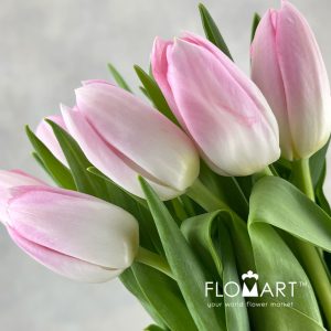Tulip single Dynasty - Image 2