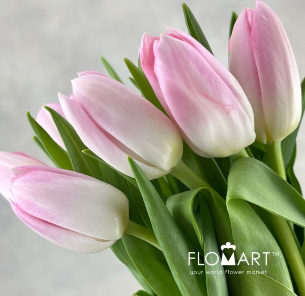 Tulip single Dynasty