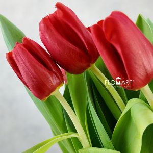 Tulip single Escape