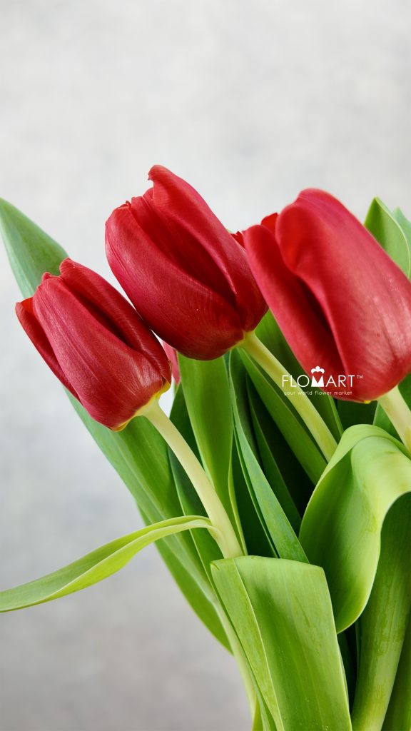 Tulip single Escape