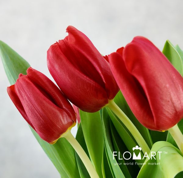 Tulip single Escape