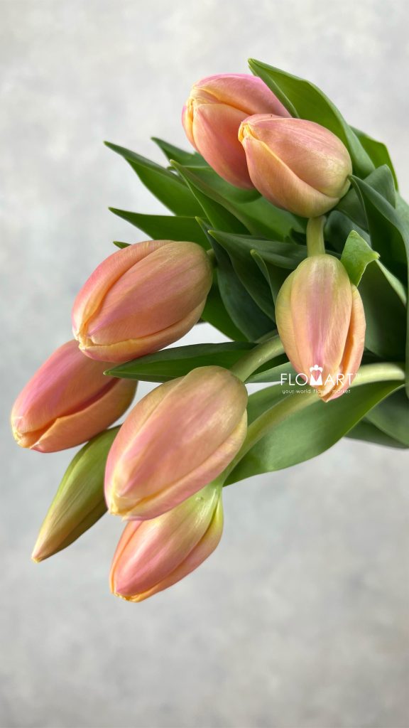 Tulip single Flaming Shake