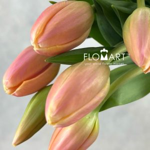 Tulip single Flaming Shake - Image 2