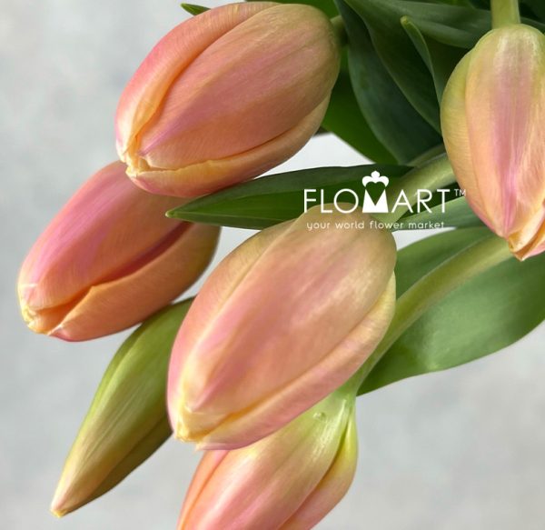 Tulip single Flaming Shake