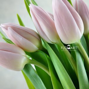Tulip single Gabrielle