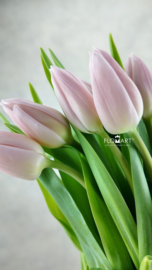 Tulip single Gabrielle