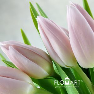 Tulip single Gabrielle - Image 2