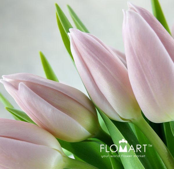Tulip single Gabrielle