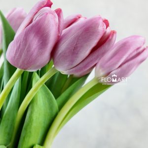 Tulip single Holiday