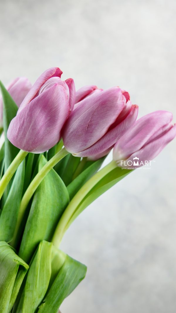 Tulip single Holiday