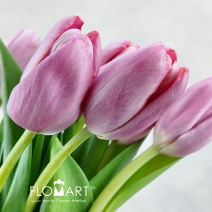 Tulip single Holiday - Image 2