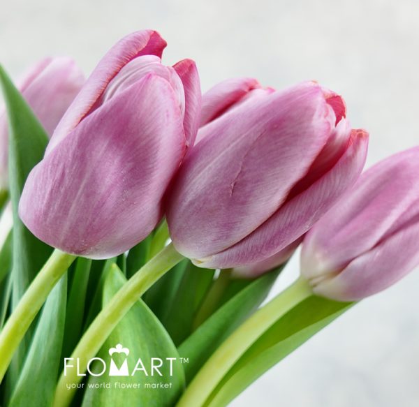 Tulip single Holiday