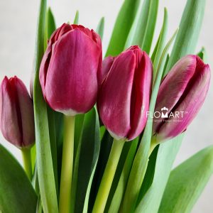 Tulip single Ile de France