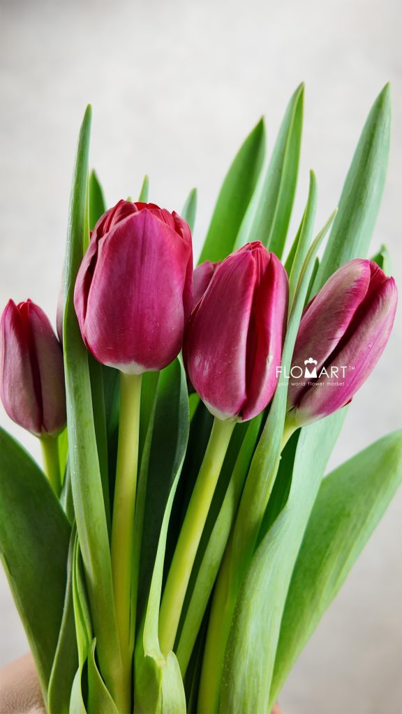 Tulip single Ile de France