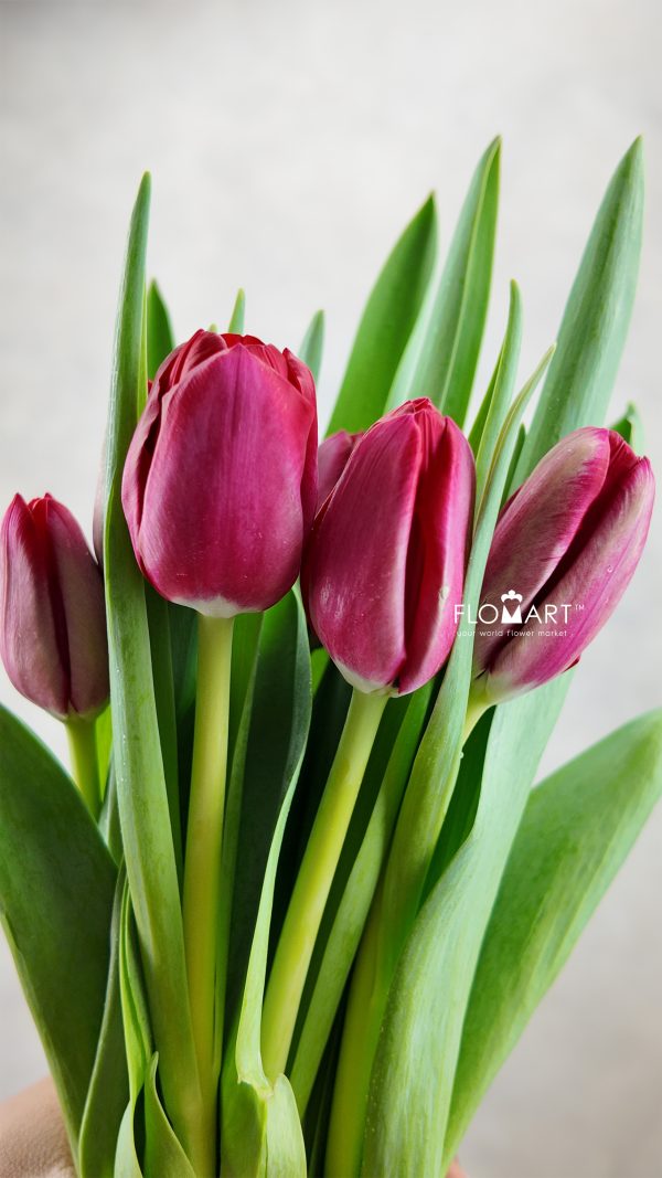 Tulip single Ile de France