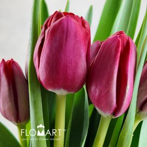 Tulip single Ile de France - Image 2