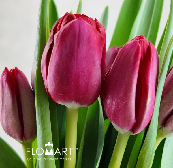 Tulip single Ile de France