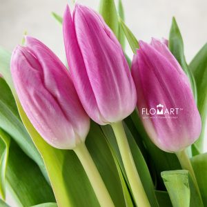 Tulip single Jumbo Pink