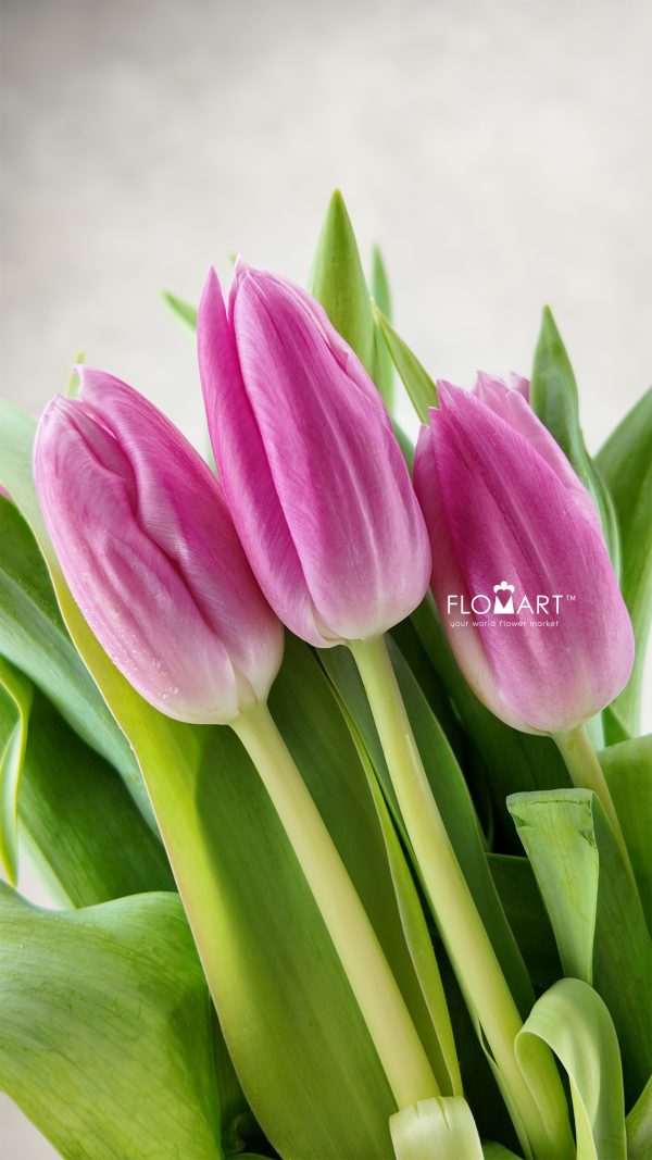 Tulip single Jumbo Pink