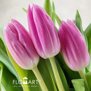 Tulip single Jumbo Pink - Flomart