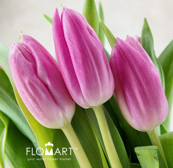 Tulip single Jumbo Pink - Flomart