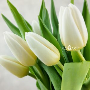 Tulip single Kobla