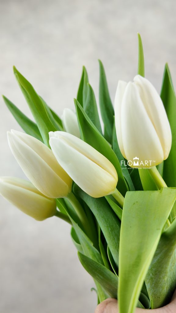 Tulip single Kobla