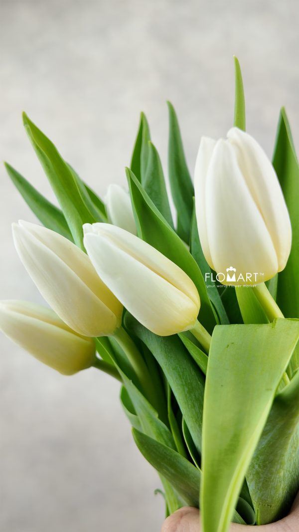 Tulip single Kobla