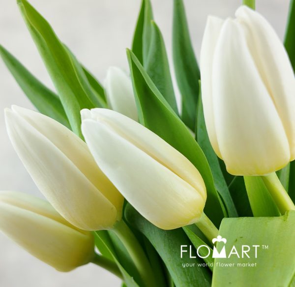 Tulip single Kobla
