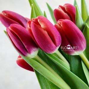 Tulip single Kung Fu
