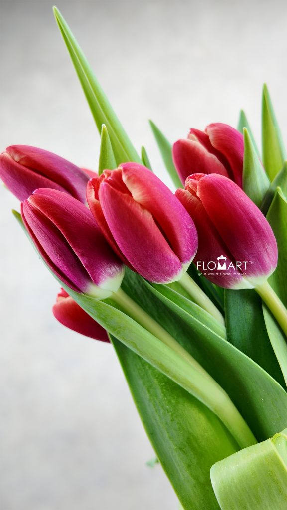 Tulip single Kung Fu