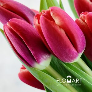 Tulip single Kung Fu - Image 2