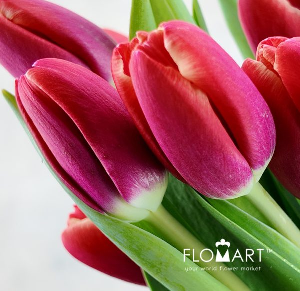 Tulip single Kung Fu