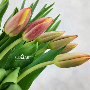 Tulip single Leen vd Mark
