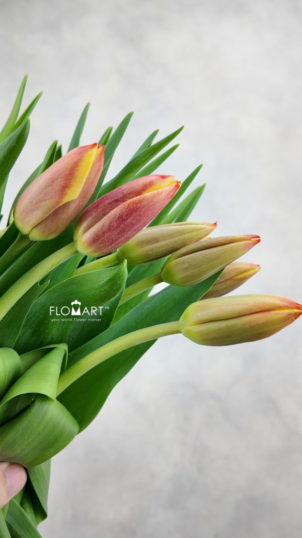 Tulip single Leen vd Mark