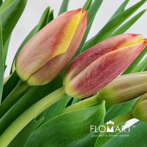 Tulip single Leen vd Mark - Image 2