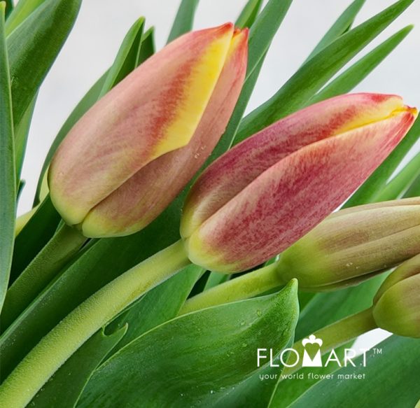 Tulip single Leen vd Mark
