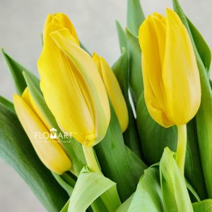 Tulip single Lions Glory