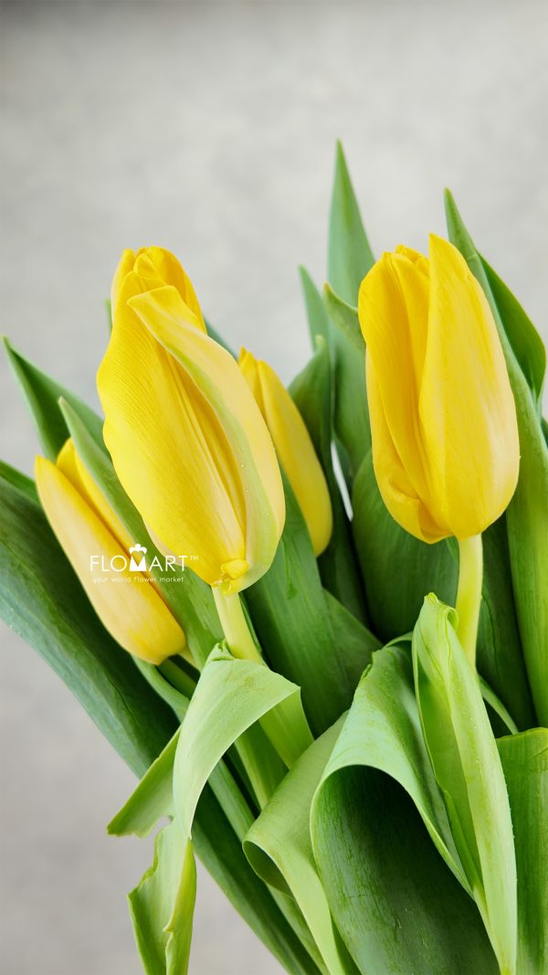 Tulip single Lions Glory