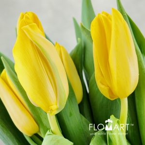 Tulip single Lions Glory - Image 2