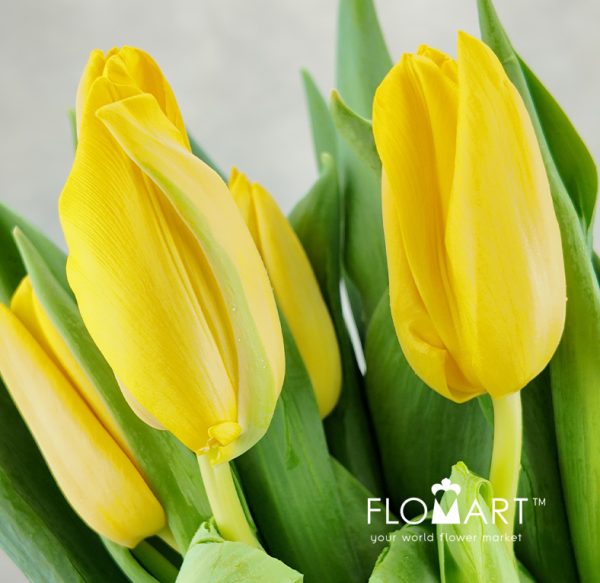 Tulip single Lions Glory