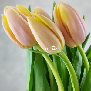 Tulip single Mango Charm
